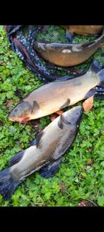 Zeelt, uitzonderlijke grote zeelten, dokter van de vijver., Dieren en Toebehoren, Overige soorten