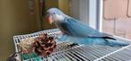 Conure souris apprivoisés