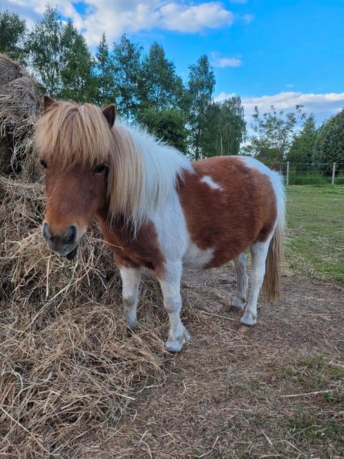 Prachtig miniatuurpaardje amha mogelijks drachtig, Dieren en Toebehoren, Pony's, Merrie