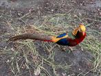 Broedeieren goudfazant, Dieren en Toebehoren, Pluimvee