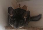 Heel lief chinchilla bokje, Chinchilla, Mannelijk, December, Tam