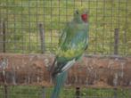 rec bonte halsbandparkieten, Meerdere dieren, Parkiet, Geringd