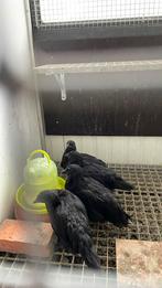 4 ayam cemani kuikens, Dieren en Toebehoren, Pluimvee