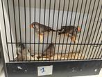 Zebravinken  uit TT lijn, Dieren en Toebehoren, Vogels | Overige Vogels, Meerdere dieren, Tropenvogel, Geringd