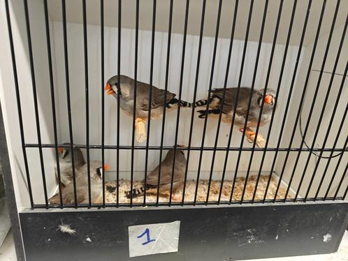 Zebravinken  uit TT lijn, Dieren en Toebehoren, Vogels | Overige Vogels, Tropenvogel, Meerdere dieren, Geringd