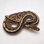 Black pastel Triple het DG G-stripe Hypo koningspython man, Serpent, Domestique, 0 à 2 ans