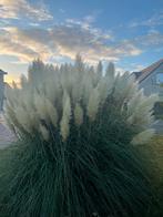 pampa's, Ophalen of Verzenden, Nieuw