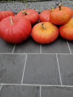 Felrode gestempelde pompoenen, Ophalen, Nieuw