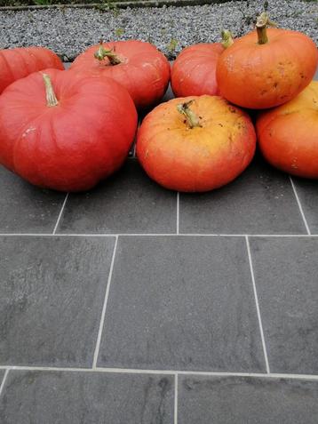 Felrode gestempelde pompoenen beschikbaar voor biedingen