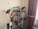 Gris du Gabon 5 mois / male et femelle / ne sont pas frère, Dieren en Toebehoren, Vogels | Parkieten en Papegaaien, Vrouwelijk