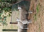 Ooilammeren, Dieren en Toebehoren