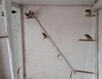 Sijsjes te koop, Dieren en Toebehoren, Vogels | Overige Vogels, Meerdere dieren, Wildzangvogel, Geringd