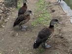 Gevlekte boomeenden, siereenden, Dieren en Toebehoren, Vogels | Overige Vogels, Geringd