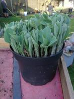 hosta, Tuin en Terras, Ophalen