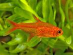 Ember/vuur tetra’s, Dieren en Toebehoren, Vis, Zoetwatervis, Schoolvis