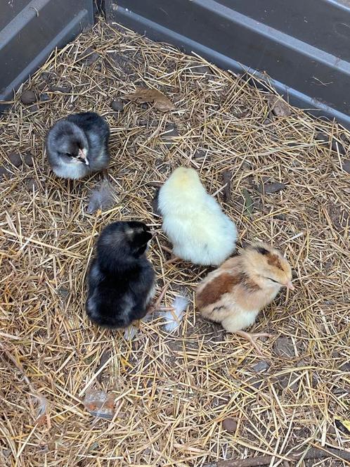 Legkip kuikens, Dieren en Toebehoren, Pluimvee, Geslacht onbekend