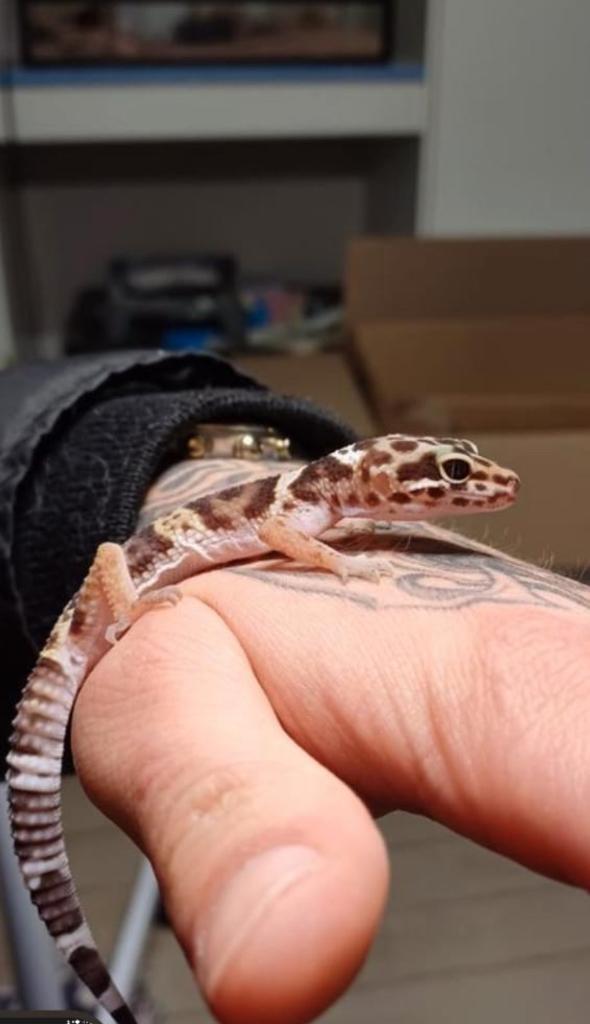 Luipaardgecko bold x mac snow, Animaux & Accessoires, Reptiles & Amphibiens, Lézard, Domestique