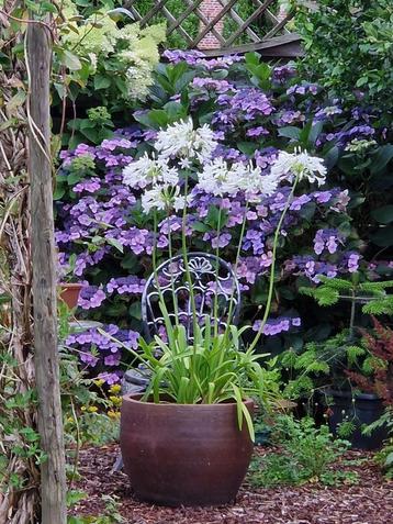 Hortensia's beschikbaar voor biedingen