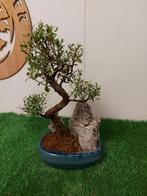 syzygium bonsai met rots, Ophalen of Verzenden, Lente