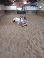 wandelpaard te koop, Dieren en Toebehoren, Paarden, Gechipt, Minder dan 160 cm, Ruin, 11 jaar of ouder