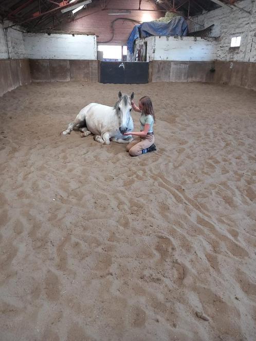 wandelpaard te koop, Dieren en Toebehoren, Paarden, Ruin, Minder dan 160 cm, 11 jaar of ouder, Recreatiepaard, Gechipt, Ontwormd