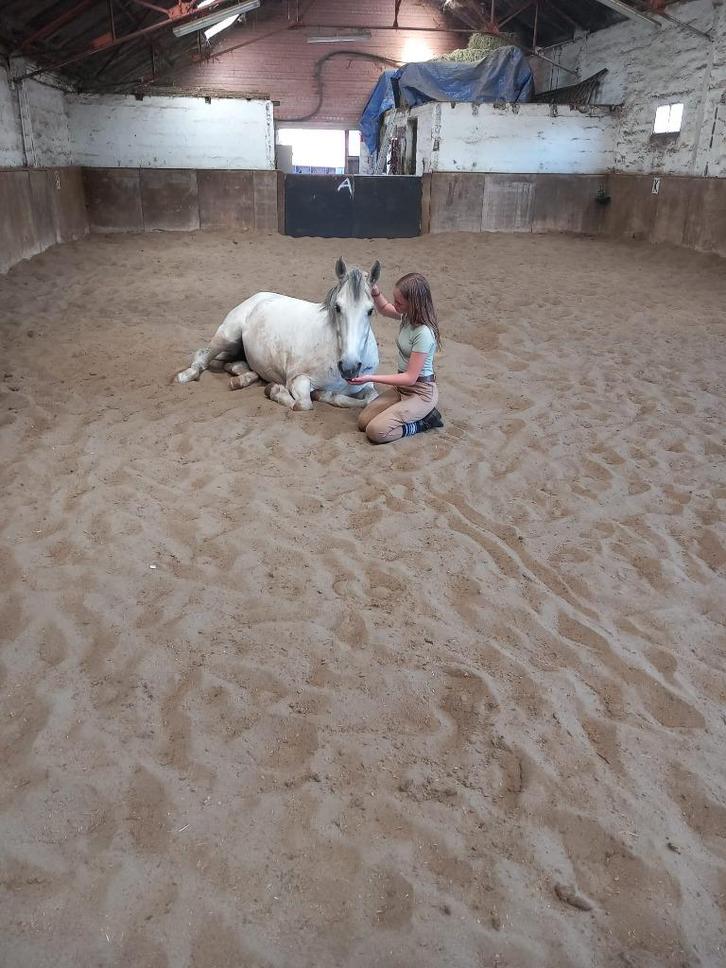 wandelpaard te koop, Dieren en Toebehoren, Paarden, Ruin, Minder dan 160 cm, 11 jaar of ouder, Recreatiepaard, Gechipt, Ontwormd