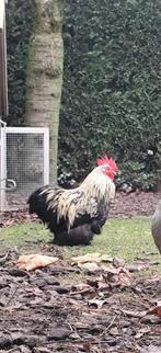 Cochin kriel haan, Dieren en Toebehoren, Pluimvee, Mannelijk, Kip