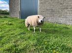 Texel schapen, Mouton, Plusieurs animaux, 0 à 2 ans