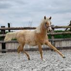 Magnifique hongre de 4 ans, Ophalen