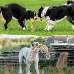 Set van 2 robuuste onverwoestbare touwspeeltjes GRATIS LEV, Dieren en Toebehoren, -, Verzenden, -, Nieuw
