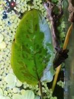 Echinodorus aquariumplant, Ophalen, Zo goed als nieuw