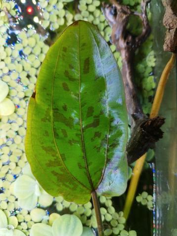 Echinodorus aquariumplant beschikbaar voor biedingen