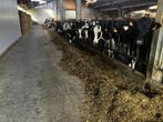 Ongekalfde vaarzen te koop, Dieren en Toebehoren, Runderen, Vrouwelijk, 0 tot 2 jaar