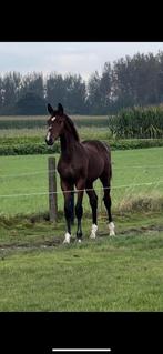 Drachtige merrie Asca Z, Dieren en Toebehoren, Paarden, Springpaard, Z, Gechipt, Hengst