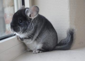 chinchilla  broertjes beschikbaar voor biedingen