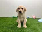 Labrador Retriever pups, België, Reu, 8 tot 15 weken, CDV (hondenziekte)