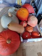 bio pompoenen prijzen zie beschrijving, Enlèvement ou Envoi, Comme neuf
