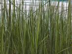 Panicum virgathum Northwind, Ophalen