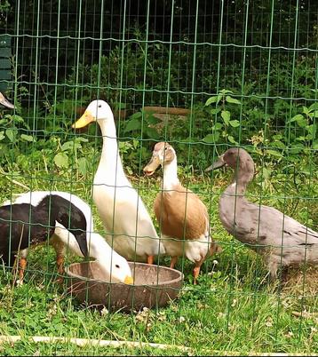 Broedeieren Loopeenden, Dieren en Toebehoren, Pluimvee, Geslacht onbekend, Eend