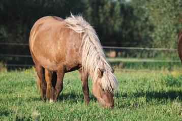 Lieve kinderpony te koop beschikbaar voor biedingen