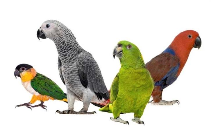 Gezocht : Jonge Kromsnavels om tam te maken, Dieren en Toebehoren, Vogels | Parkieten en Papegaaien, Tam, Geringd