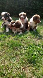 Leuke border collie pups, Dieren en Toebehoren, België, CDV (hondenziekte), 8 tot 15 weken, Collie