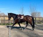 Dressuurpaard te koop, Dieren en Toebehoren, Paarden, Merrie, Met stamboom, Dressuurpaard, Zadelmak