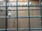 Bonte diantduifjes, Dieren en Toebehoren, Vogels | Duiven