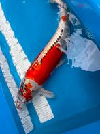 55 cm doistu koi, Dieren en Toebehoren, Vissen | Vijvervissen, Karper of Koi
