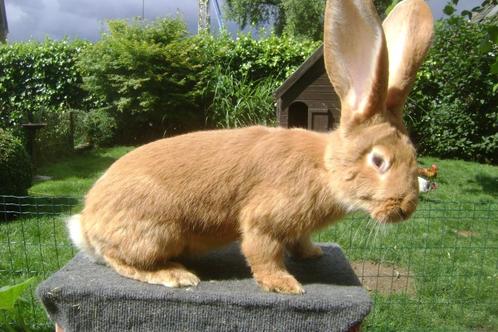Gele Vlaamse reus, Dieren en Toebehoren, Konijnen, Groot, Mannelijk