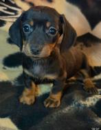 teckel pups,dwerg,reutje, Dieren en Toebehoren, België, Reu, 8 tot 15 weken, Korthaar