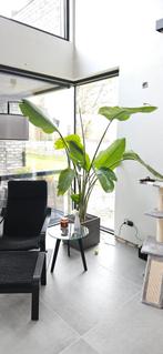 Strelitzia plant (paradijsvogelplant) +/- 180cm hoog, Huis en Inrichting, Kamerplanten, Ophalen