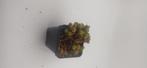conophytum ssp, Huis en Inrichting, Kamerplanten, Vetplant, Ophalen of Verzenden, Minder dan 100 cm, Volle zon