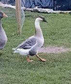 Accessoires animaux, Enlèvement, Utilisé